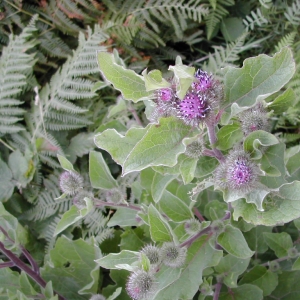 Photographie n°26331 du taxon Arctium tomentosum Mill. [1768]