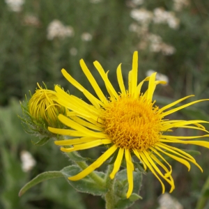 Photographie n°26340 du taxon Inula britannica L. [1753]