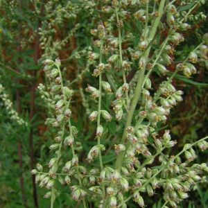 Photographie n°26344 du taxon Artemisia vulgaris L. [1753]