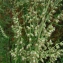  Augustin Roche - Artemisia vulgaris L. [1753]
