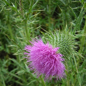 Photographie n°26349 du taxon Cirsium vulgare (Savi) Ten. [1838]