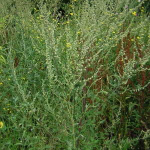 Photographie n°26352 du taxon Artemisia vulgaris L. [1753]