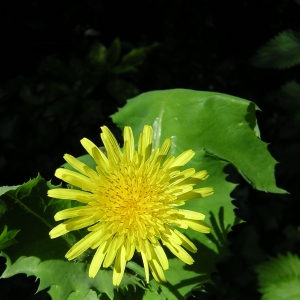 Photographie n°26355 du taxon Sonchus oleraceus L. [1753]