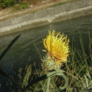 Photographie n°26357 du taxon Centaurea collina L. [1753]