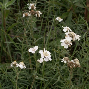 Photographie n°26369 du taxon Achillea ptarmica L. [1753]