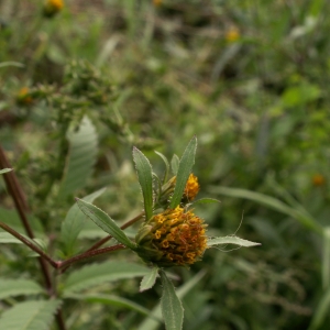 Photographie n°26376 du taxon Bidens frondosa L. [1753]