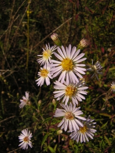 Augustin Roche, le 19 septembre 2004 (Sainte-Gemmes-sur-Loire)