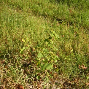 Photographie n°26388 du taxon Xanthium strumarium L. [1753]