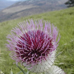 Photographie n°26389 du taxon Cirsium eriophorum (L.) Scop. [1772]