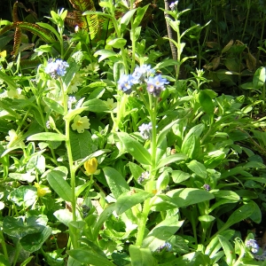 Photographie n°26420 du taxon Myosotis sylvatica Hoffm. [1791]