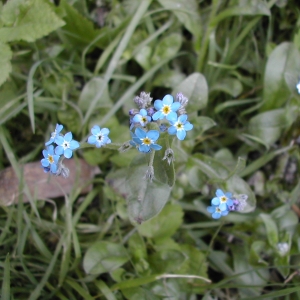 Photographie n°26423 du taxon Myosotis sylvatica Hoffm. [1791]