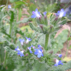 Photographie n°26434 du taxon Anchusa arvensis (L.) M.Bieb. [1808]