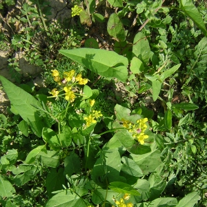 Photographie n°26444 du taxon Rorippa sylvestris (L.) Besser [1821]