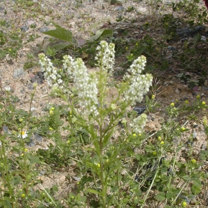 Photographie n°26448 du taxon Lepidium virginicum L. [1753]