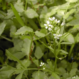 Photographie n°26452 du taxon Nasturtium officinale R.Br. [1812]