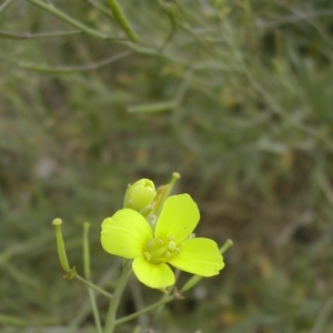 Photographie n°26461 du taxon Diplotaxis tenuifolia (L.) DC. [1821]