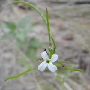 Photographie n°26465 du taxon Arabidopsis thaliana (L.) Heynh. [1842]