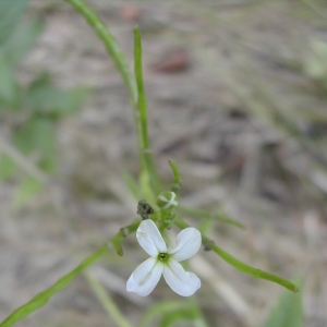 Photographie n°26468 du taxon Arabidopsis thaliana (L.) Heynh. [1842]