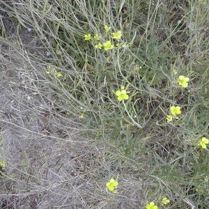 Photographie n°26469 du taxon Diplotaxis tenuifolia (L.) DC. [1821]