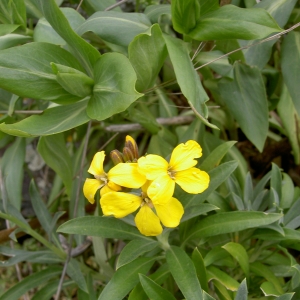 Photographie n°26473 du taxon Erysimum cheiri (L.) Crantz [1769]