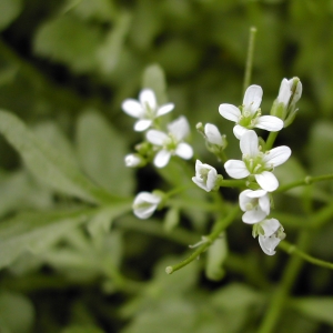 Photographie n°26475 du taxon Nasturtium officinale R.Br. [1812]