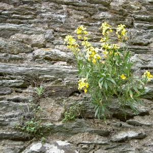 Photographie n°26477 du taxon Erysimum cheiri (L.) Crantz [1769]