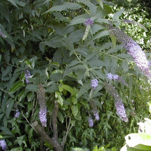 Photographie n°26494 du taxon Buddleja davidii Franch. [1887]