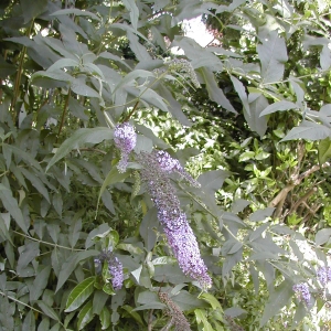 Photographie n°26495 du taxon Buddleja davidii Franch. [1887]