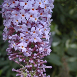 Photographie n°26496 du taxon Buddleja davidii Franch. [1887]