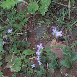 Photographie n°26505 du taxon Arabis verna (L.) R.Br. [1812]