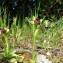  Paul Fabre - Ophrys bombyliflora Link [1800]