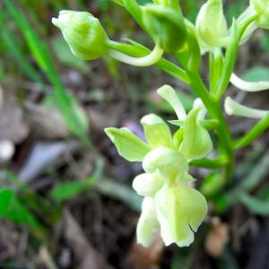 Photographie n°26516 du taxon Orchis provincialis Balb. ex DC. [1806]