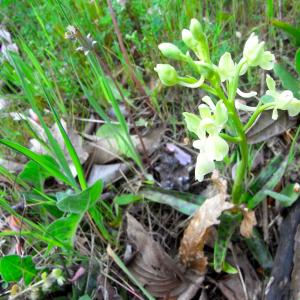 Photographie n°26517 du taxon Orchis provincialis Balb. ex DC. [1806]