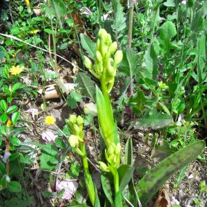 Photographie n°26519 du taxon Orchis provincialis Balb. ex DC. [1806]