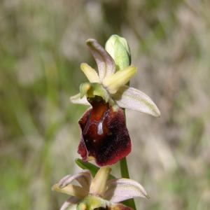 Ophrys morisii (Martelli) Cif. & Giacom. (Ophrys de Moris)