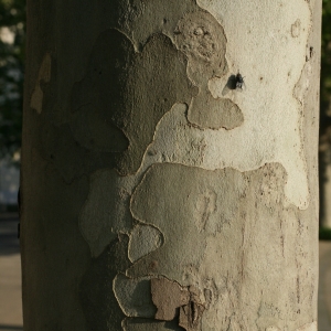 Photographie n°26573 du taxon Platanus x hispanica Mill. ex Münchh. [1770]