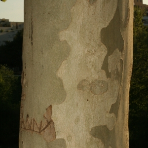 Photographie n°26575 du taxon Platanus x hispanica Mill. ex Münchh. [1770]