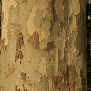 Photographie n°26577 du taxon Platanus x hispanica Mill. ex Münchh. [1770]