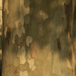 Photographie n°26579 du taxon Platanus x hispanica Mill. ex Münchh. [1770]