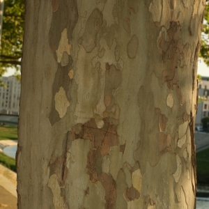 Photographie n°26581 du taxon Platanus x hispanica Mill. ex Münchh. [1770]