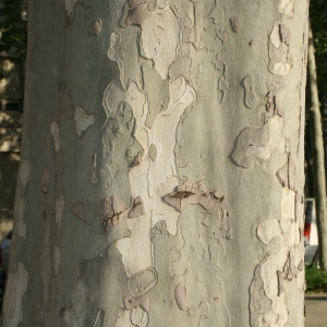 Photographie n°26594 du taxon Platanus x hispanica Mill. ex Münchh. [1770]