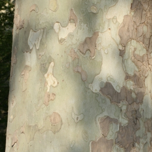 Photographie n°26600 du taxon Platanus x hispanica Mill. ex Münchh. [1770]