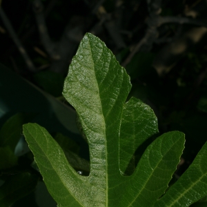 Photographie n°26602 du taxon Ficus carica L. [1753]