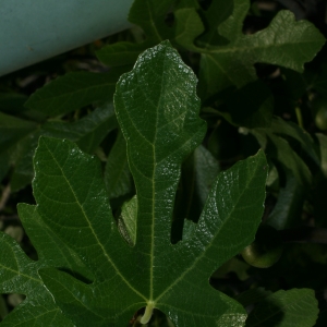 Photographie n°26603 du taxon Ficus carica L. [1753]