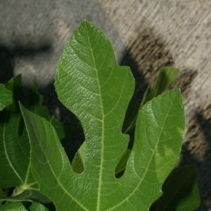 Photographie n°26607 du taxon Ficus carica L. [1753]