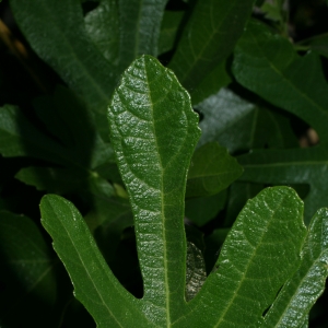 Photographie n°26608 du taxon Ficus carica L. [1753]