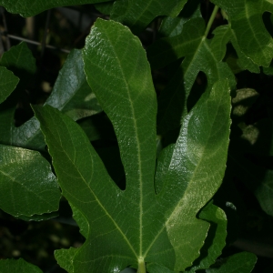 Photographie n°26609 du taxon Ficus carica L. [1753]