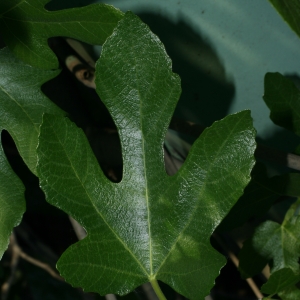 Photographie n°26610 du taxon Ficus carica L. [1753]