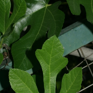 Photographie n°26612 du taxon Ficus carica L. [1753]