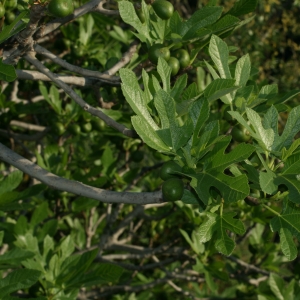 Photographie n°26614 du taxon Ficus carica L. [1753]